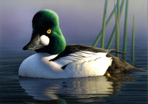 Common Goldeneye by Robert Steiner