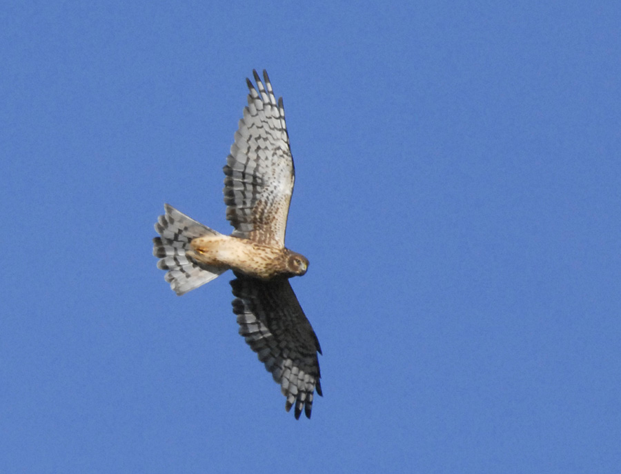 Northern Harrier