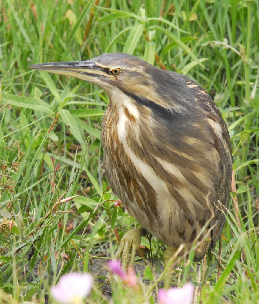 American Bittern