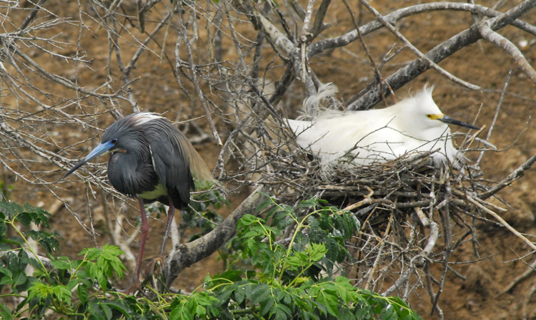 Tricolored Heron and Snowy Egret by Jim Williams